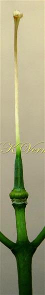  Pistil